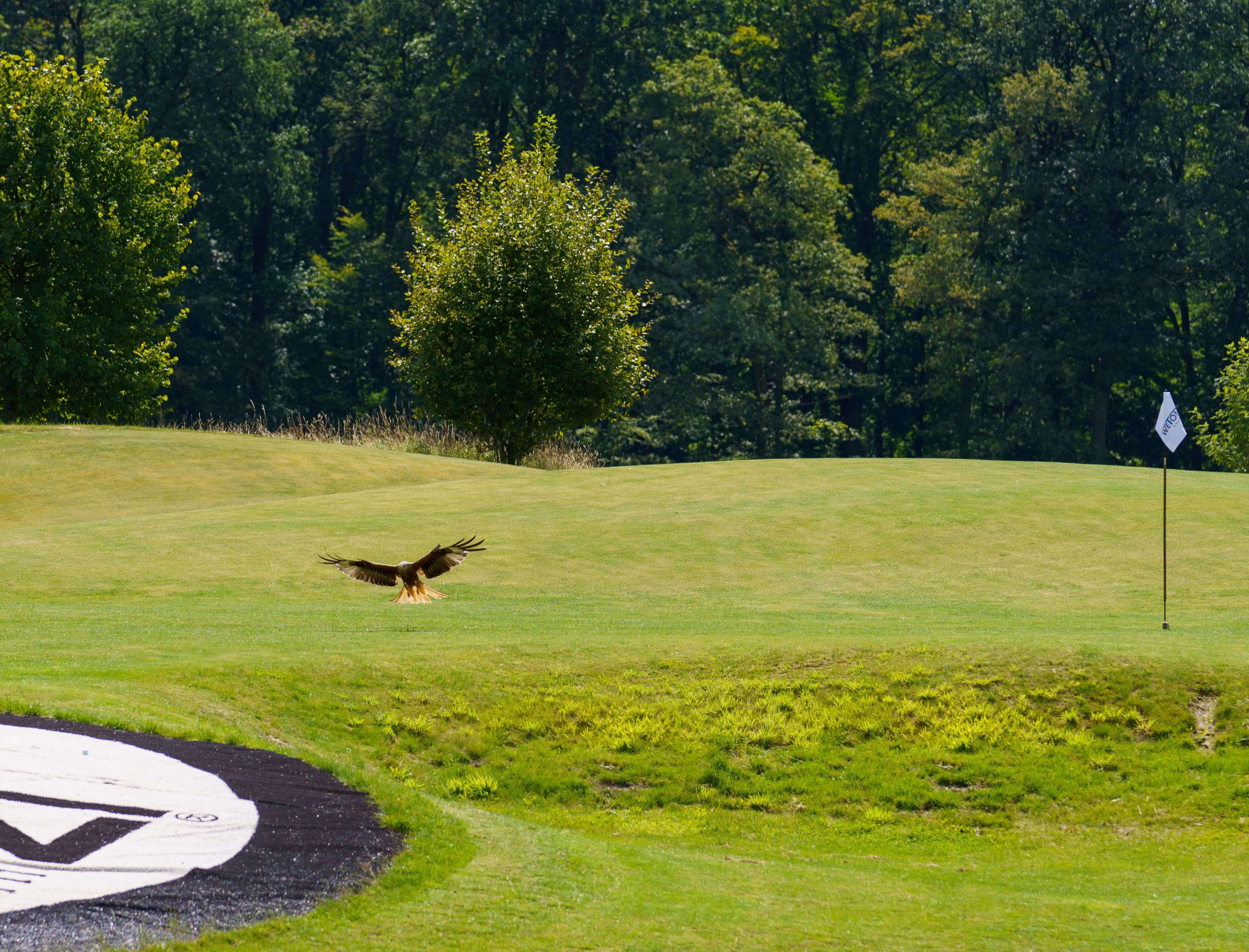 https://www.hofgut-georgenthal.de/assets/local/Golf/Golf-Natur/golf-und-natur-greifvogel-hofgut-georgenthal-taunus.jpg